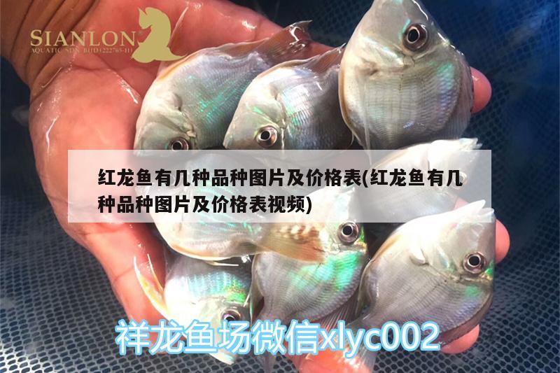 羅漢魚苗哪家好，網(wǎng)購羅漢魚苗哪家好 羅漢魚 第2張