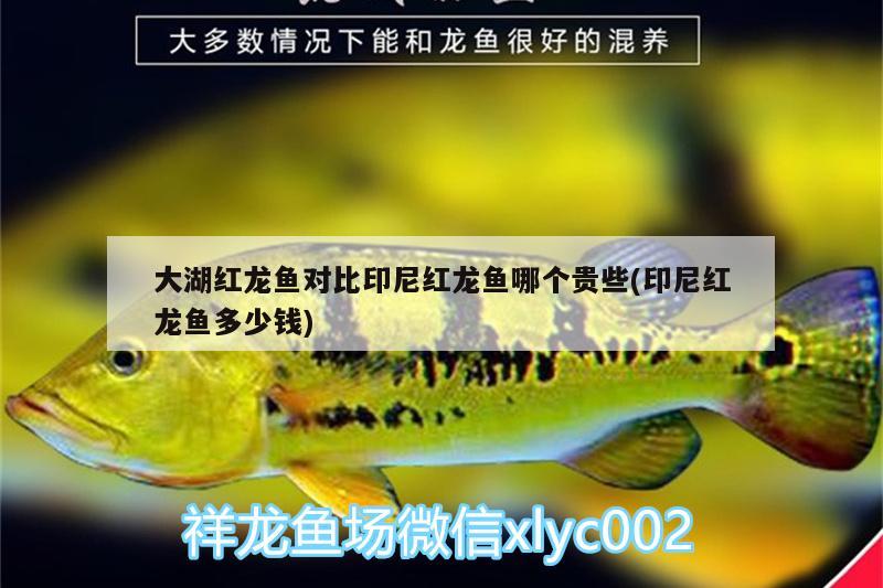 大湖紅龍魚(yú)對(duì)比印尼紅龍魚(yú)哪個(gè)貴些(印尼紅龍魚(yú)多少錢(qián)) 大湖紅龍魚(yú)