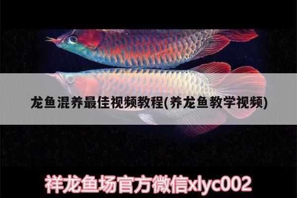 龍魚混養(yǎng)最佳視頻教程(養(yǎng)龍魚教學(xué)視頻) 海象魚