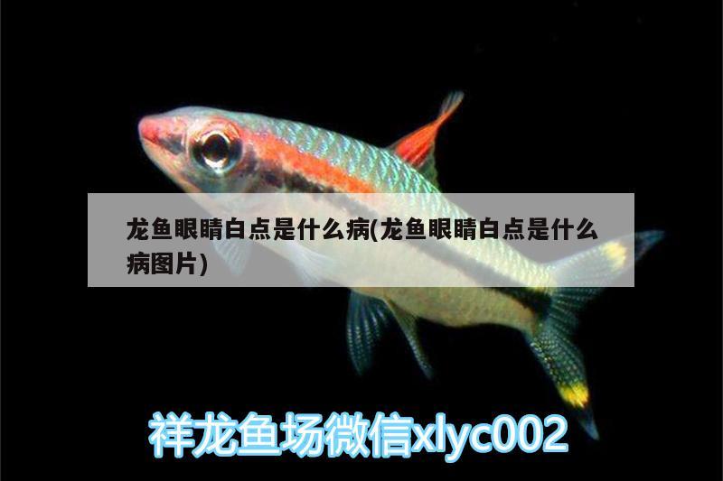 培養(yǎng)一條好龍不容易的 杰西卡恐龍魚 第3張