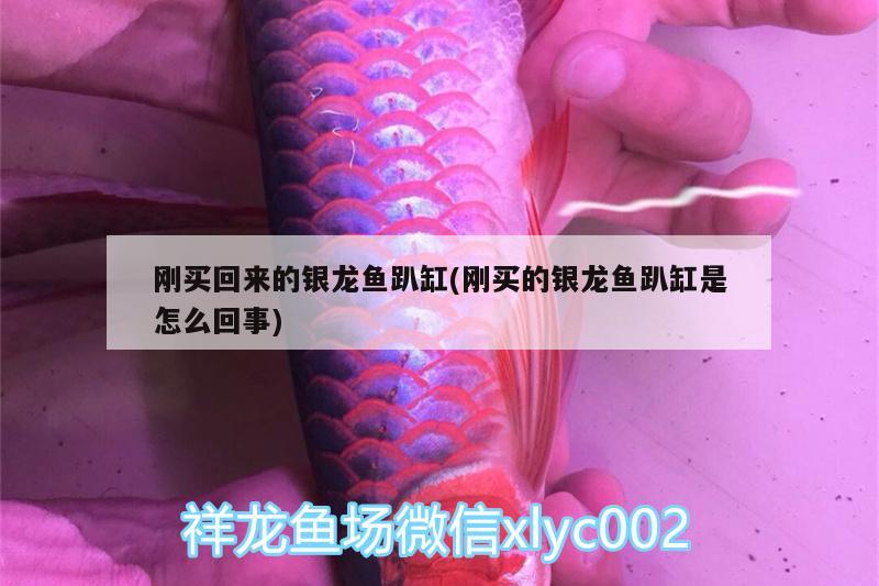 剛買回來的銀龍魚趴缸(剛買的銀龍魚趴缸是怎么回事) 銀龍魚百科