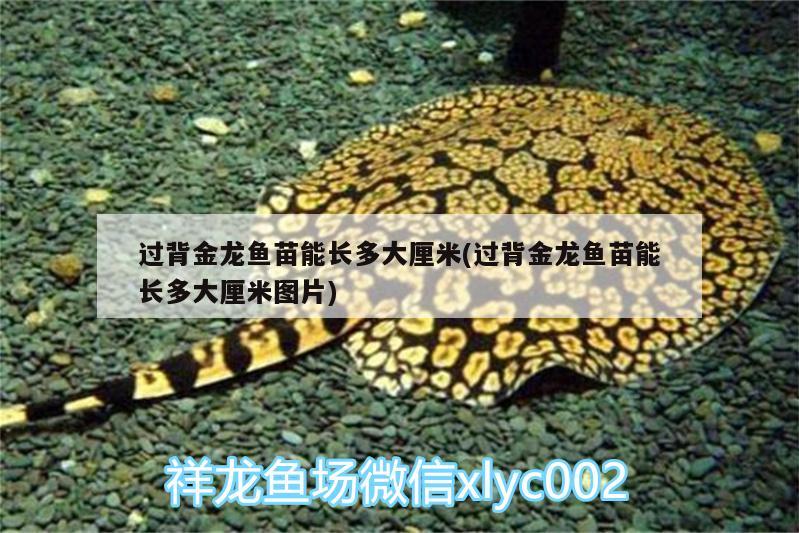 過(guò)背金龍魚(yú)苗能長(zhǎng)多大厘米(過(guò)背金龍魚(yú)苗能長(zhǎng)多大厘米圖片)