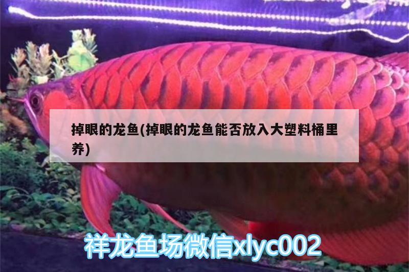 掉眼的龍魚(掉眼的龍魚能否放入大塑料桶里養(yǎng)) 野生地圖魚