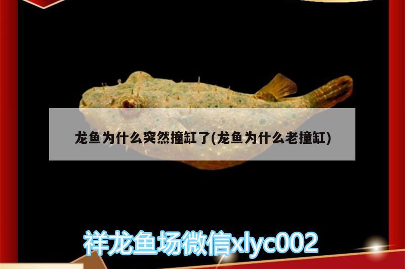 龍魚為什么突然撞缸了(龍魚為什么老撞缸) 白子金龍魚