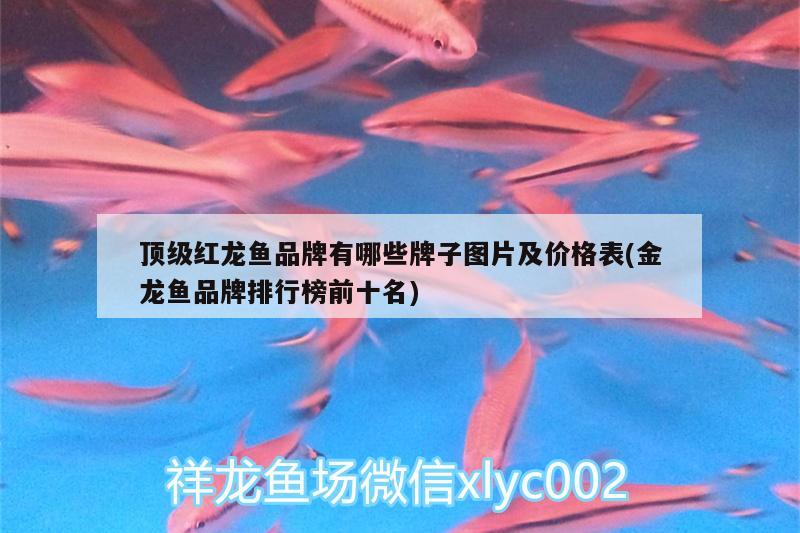 頂級紅龍魚品牌有哪些牌子圖片及價格表(金龍魚品牌排行榜前十名) 白寫錦鯉魚