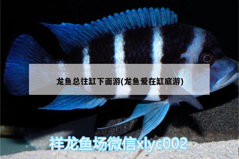 龍魚總往缸下面游(龍魚愛在缸底游)