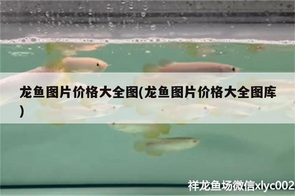 龍魚圖片價(jià)格大全圖(龍魚圖片價(jià)格大全圖庫) 三色錦鯉魚