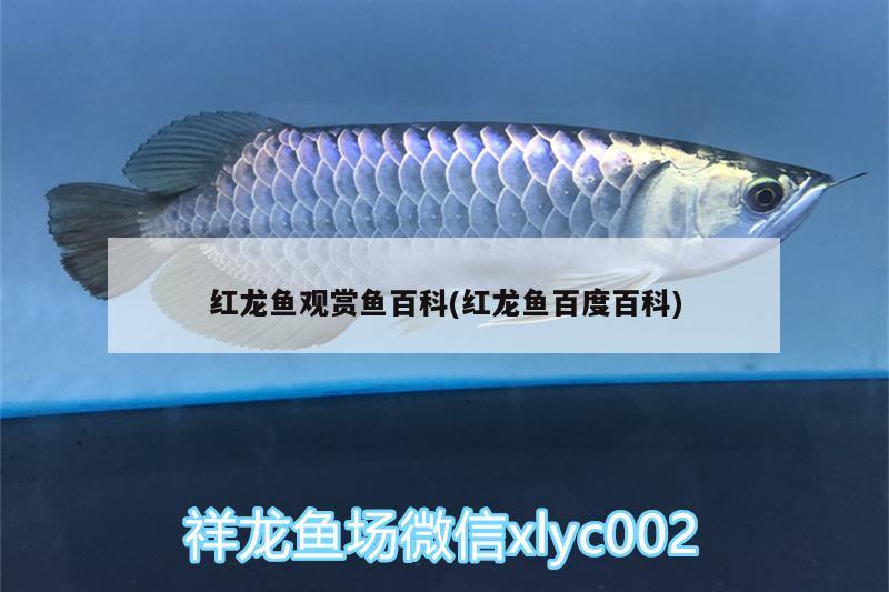 對魚缸吹氣泡增加二氧化碳：對魚缸吹氣泡增加二氧化碳的原因 二氧化碳設(shè)備 第2張