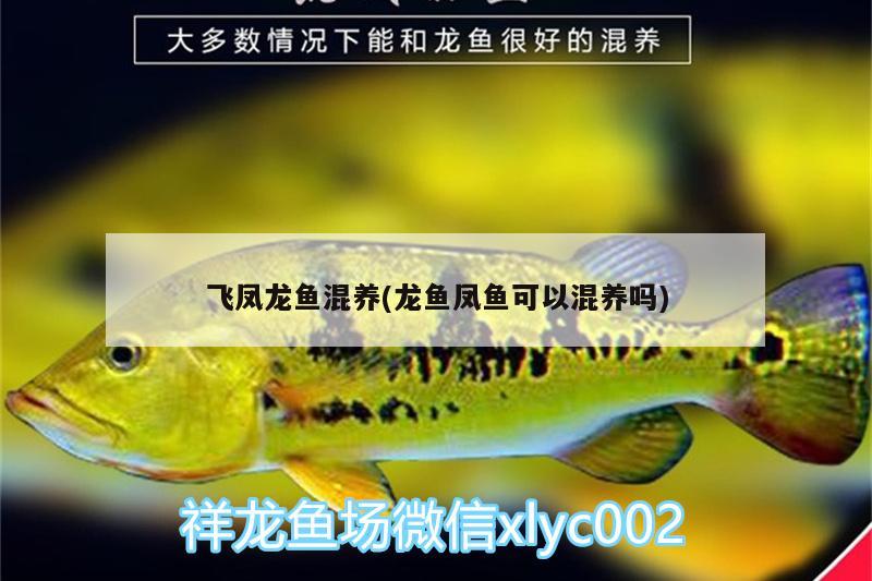 家里什么可以給魚(yú)缸水消毒(家里什么可以給魚(yú)缸水消毒殺菌)