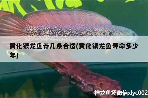 關(guān)于江門魚缸專賣店在哪里啊電話的信息 進(jìn)口元寶鳳凰魚 第1張