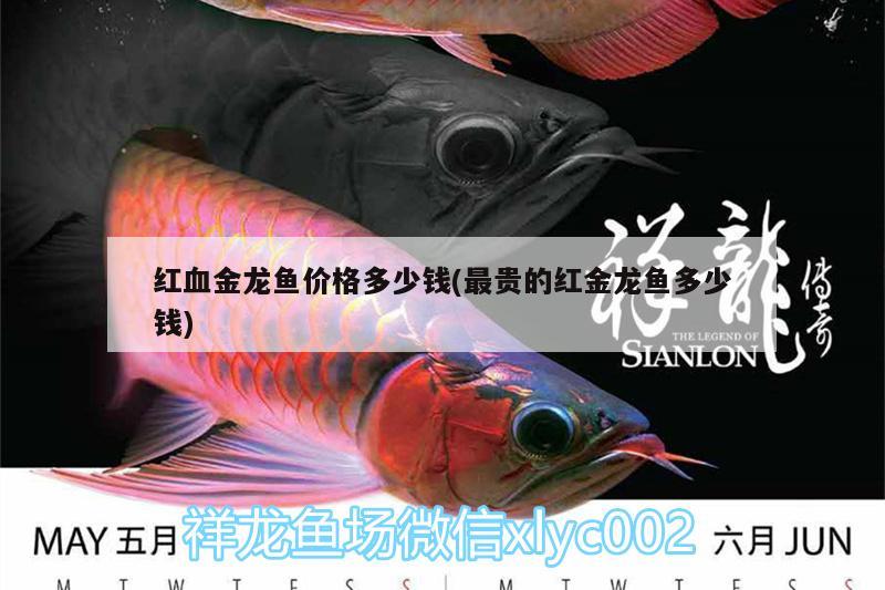 閩江魚缸配件批發(fā)市場(觀賞魚批發(fā)市場進(jìn)貨渠道) 眼斑魚 第1張