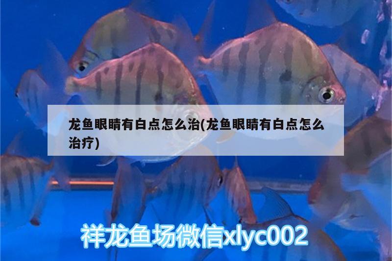 銀龍魚適合水溫多少度 