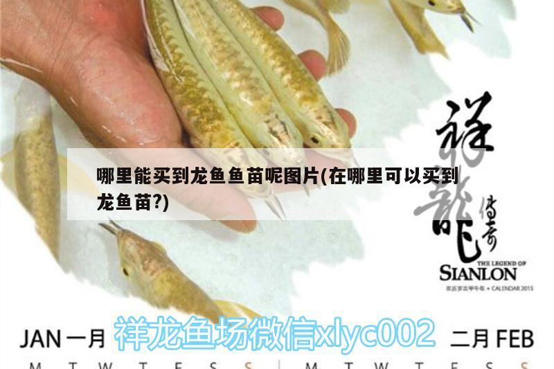 哪里能買到龍魚魚苗呢圖片(在哪里可以買到龍魚苗?)