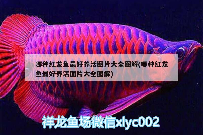 哪種紅龍魚(yú)最好養(yǎng)活圖片大全圖解(哪種紅龍魚(yú)最好養(yǎng)活圖片大全圖解) 新加坡號(hào)半紅龍魚(yú)（練手級(jí)紅龍魚(yú)）