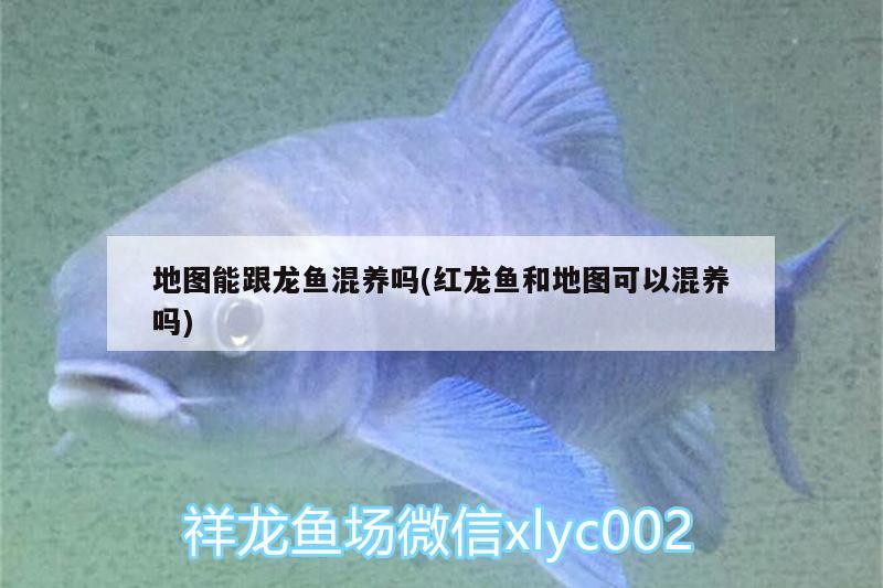 地圖能跟龍魚混養(yǎng)嗎(紅龍魚和地圖可以混養(yǎng)嗎) 丹頂錦鯉魚 第2張