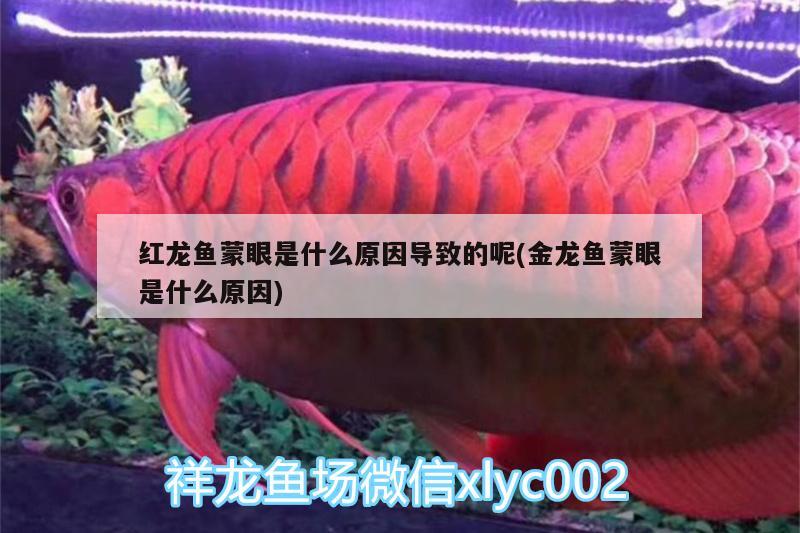 玻利維亞鳳凰魚和三湖雜鯛混養(yǎng)，斗魚，虎皮魚，金菠蘿，地圖魚能養(yǎng)在一起嗎