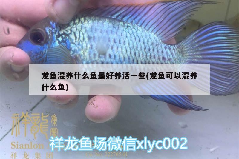 龍魚混養(yǎng)什么魚最好養(yǎng)活一些(龍魚可以混養(yǎng)什么魚)