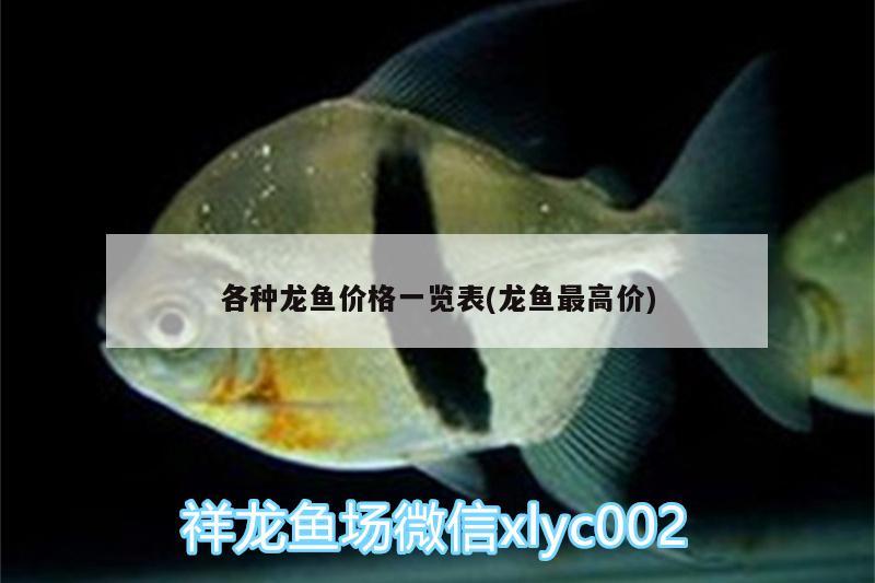 各種龍魚價(jià)格一覽表(龍魚最高價(jià))