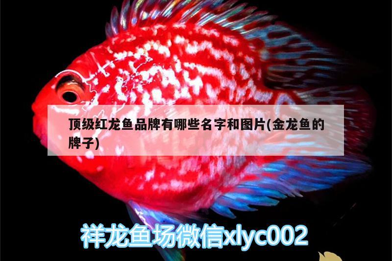 頂級紅龍魚品牌有哪些名字和圖片(金龍魚的牌子) 祥龍超血紅龍魚