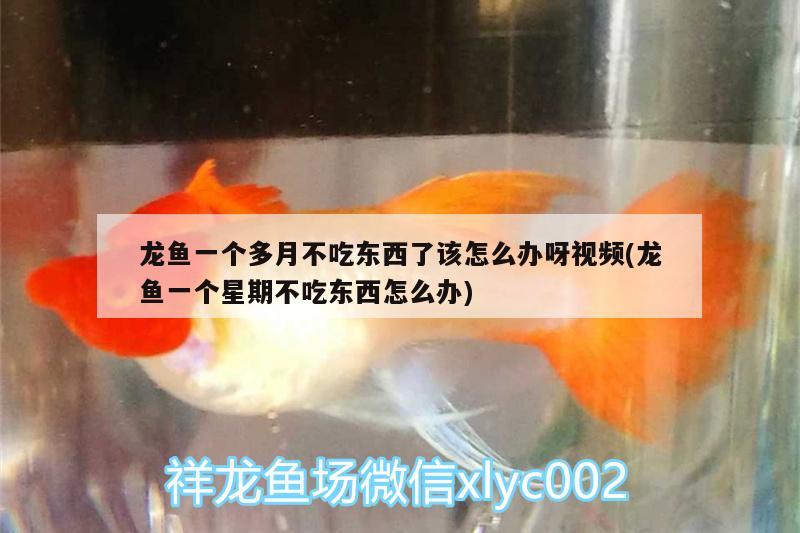 龍魚一個多月不吃東西了該怎么辦呀視頻(龍魚一個星期不吃東西怎么辦)