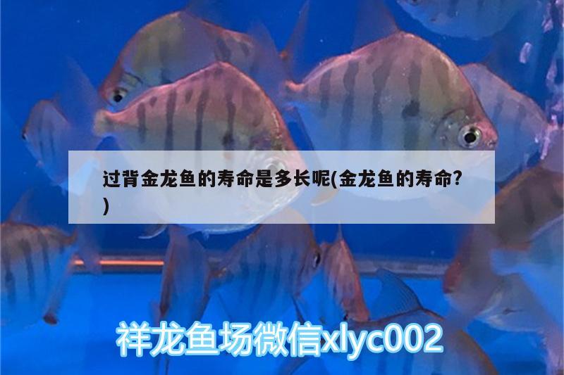 孔雀魚(yú)藍(lán)白大c為啥不好養(yǎng)，孔雀魚(yú)藍(lán)白大c怎么判斷品相 觀賞魚(yú) 第2張