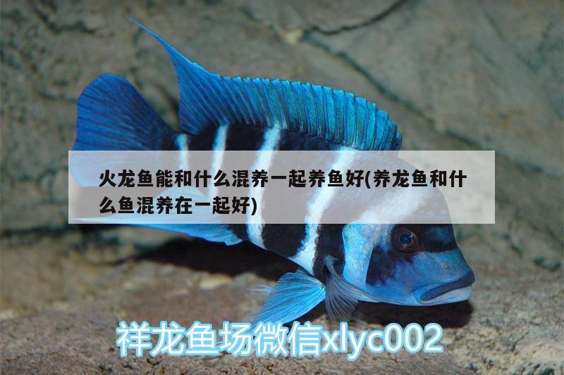 火龍魚能和什么混養(yǎng)一起養(yǎng)魚好(養(yǎng)龍魚和什么魚混養(yǎng)在一起好) 魚缸清潔用具