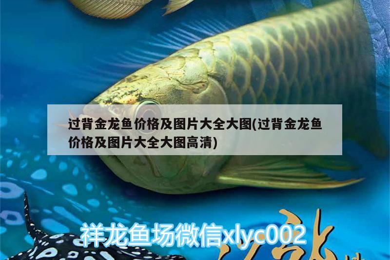 過(guò)背金龍魚(yú)價(jià)格及圖片大全大圖(過(guò)背金龍魚(yú)價(jià)格及圖片大全大圖高清)