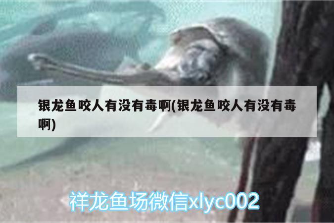 銀龍魚(yú)咬人有沒(méi)有毒啊(銀龍魚(yú)咬人有沒(méi)有毒啊) 銀龍魚(yú)百科 第2張