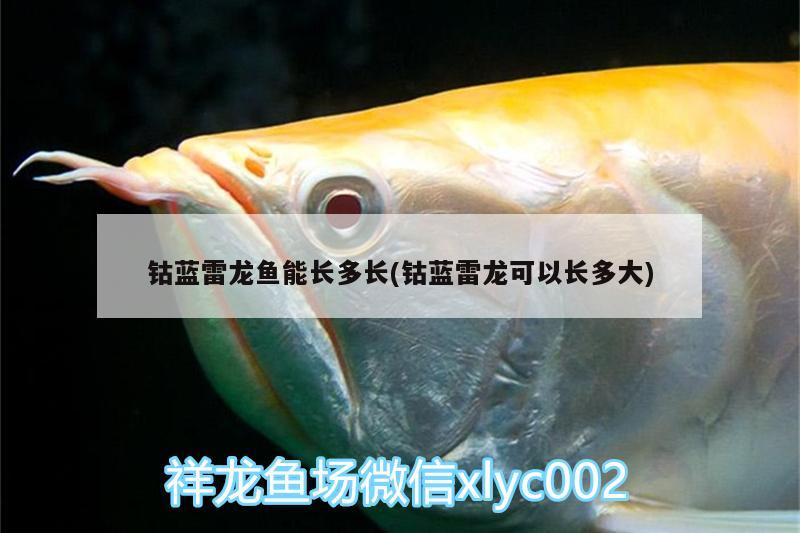 鈷藍雷龍魚能長多長(鈷藍雷龍可以長多大) 粗線銀版魚