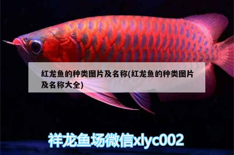 紅龍魚的種類圖片及名稱(紅龍魚的種類圖片及名稱大全) 廣州觀賞魚魚苗批發(fā)市場