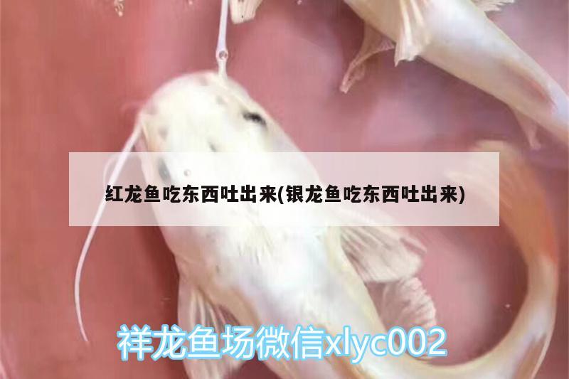 紅龍魚吃東西吐出來(銀龍魚吃東西吐出來)