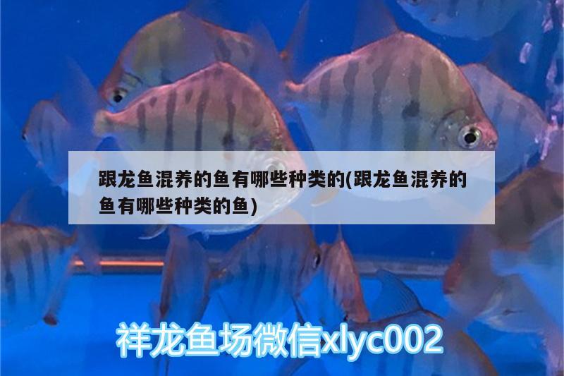 跟龍魚混養(yǎng)的魚有哪些種類的(跟龍魚混養(yǎng)的魚有哪些種類的魚)