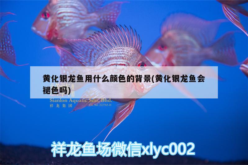 黃化銀龍魚(yú)用什么顏色的背景(黃化銀龍魚(yú)會(huì)褪色嗎)