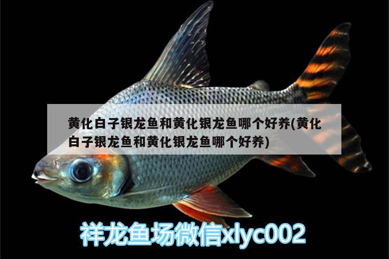 黃化白子銀龍魚和黃化銀龍魚哪個好養(yǎng)(黃化白子銀龍魚和黃化銀龍魚哪個好養(yǎng)) 銀龍魚百科