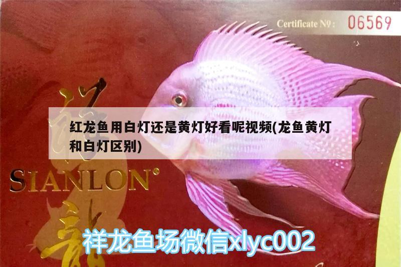 紅龍魚用白燈還是黃燈好看呢視頻(龍魚黃燈和白燈區(qū)別)