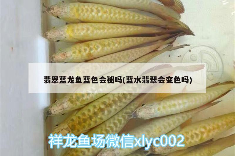 翡翠藍(lán)龍魚(yú)藍(lán)色會(huì)褪嗎(藍(lán)水翡翠會(huì)變色嗎) 電鰻