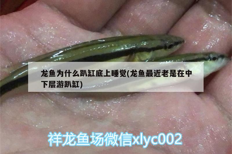 a級紅馬羅漢魚退沙 羅漢魚 第2張