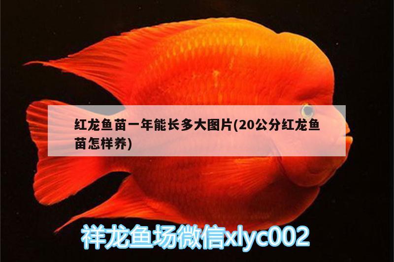 紅龍魚苗一年能長(zhǎng)多大圖片(20公分紅龍魚苗怎樣養(yǎng)) 朱巴利魚苗