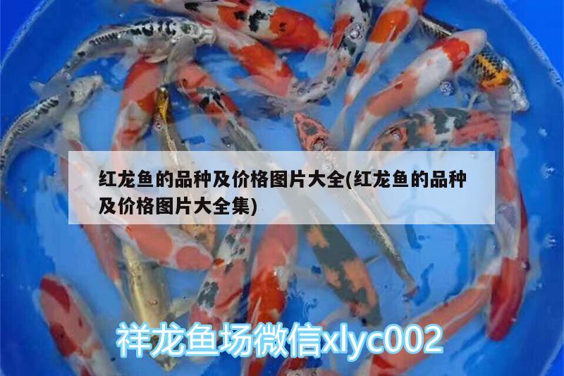 紅龍魚的品種及價(jià)格圖片大全(紅龍魚的品種及價(jià)格圖片大全集)