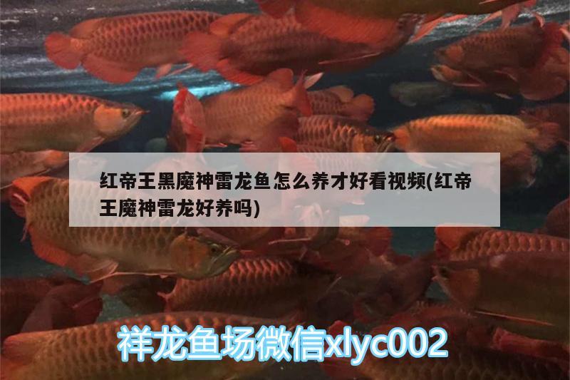 紅帝王黑魔神雷龍魚怎么養(yǎng)才好看視頻(紅帝王魔神雷龍好養(yǎng)嗎)