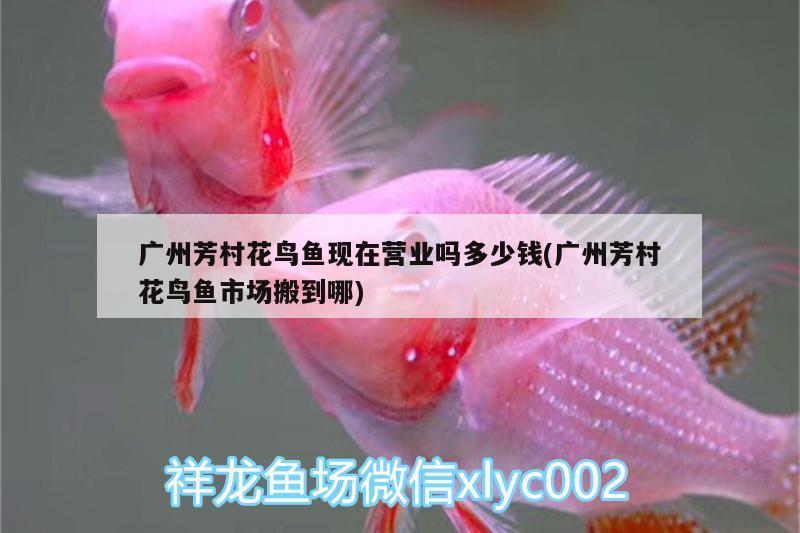 廣州芳村花鳥魚現(xiàn)在營業(yè)嗎多少錢(廣州芳村花鳥魚市場搬到哪) 造景/裝飾