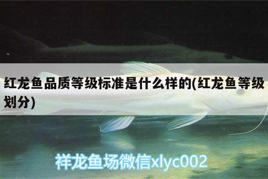 紅龍魚(yú)品質(zhì)等級(jí)標(biāo)準(zhǔn)是什么樣的(紅龍魚(yú)等級(jí)劃分) 紅龍福龍魚(yú)