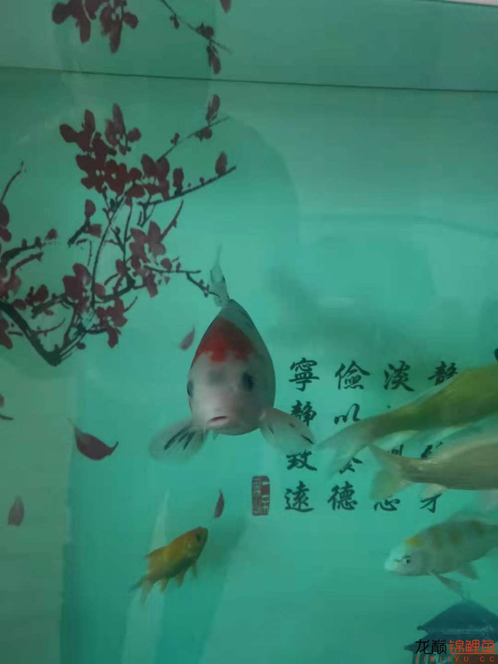 文山壯族苗族自治州水族館:個(gè)人歡喜水有點(diǎn)渾 紅白錦鯉魚(yú) 第2張