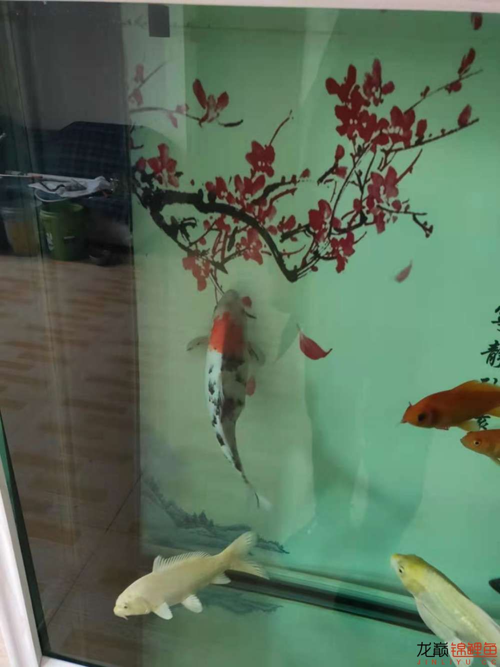 文山壯族苗族自治州水族館:個(gè)人歡喜水有點(diǎn)渾 紅白錦鯉魚(yú) 第1張