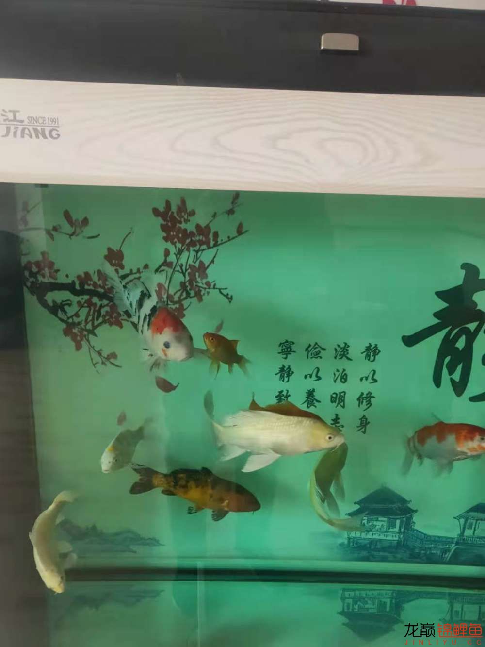 文山壯族苗族自治州水族館:個(gè)人歡喜水有點(diǎn)渾 紅白錦鯉魚(yú) 第3張