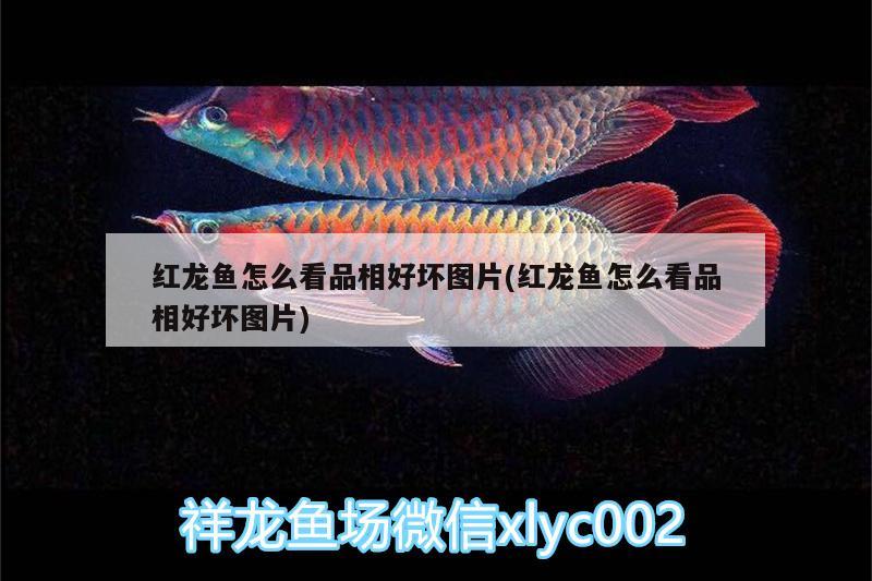 龍魚(yú)混養(yǎng)幾條魚(yú)合適呢：龍魚(yú)混養(yǎng)龍魚(yú)