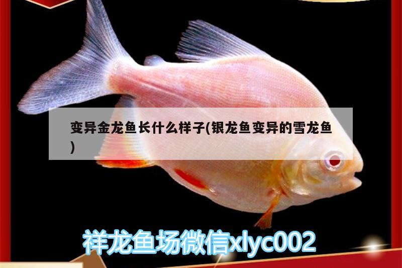 變異金龍魚長什么樣子(銀龍魚變異的雪龍魚)