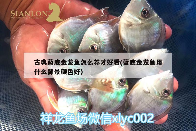 古典藍底金龍魚怎么養(yǎng)才好看(藍底金龍魚用什么背景顏色好)