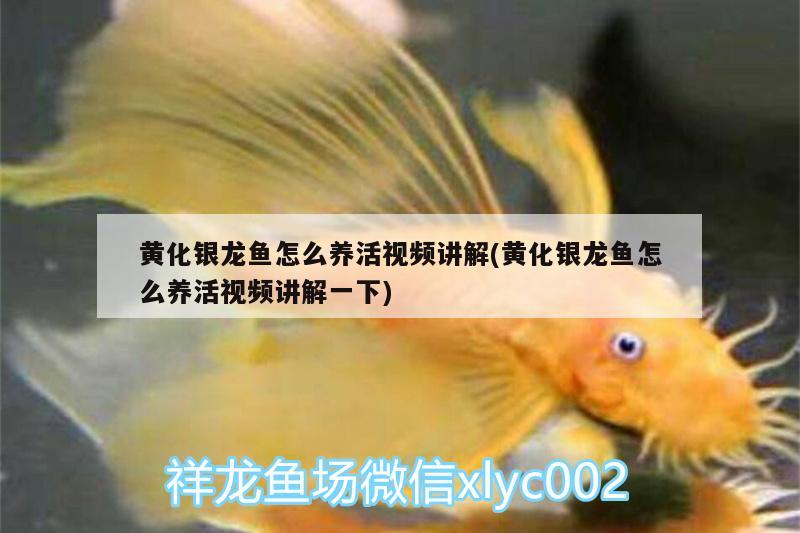 黃化銀龍魚怎么養(yǎng)活視頻講解(黃化銀龍魚怎么養(yǎng)活視頻講解一下) 銀龍魚百科