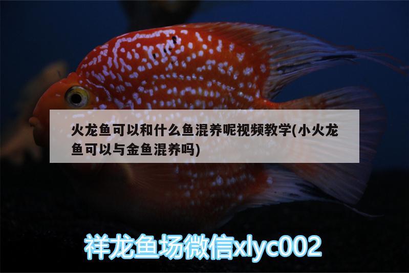 西安觀賞魚